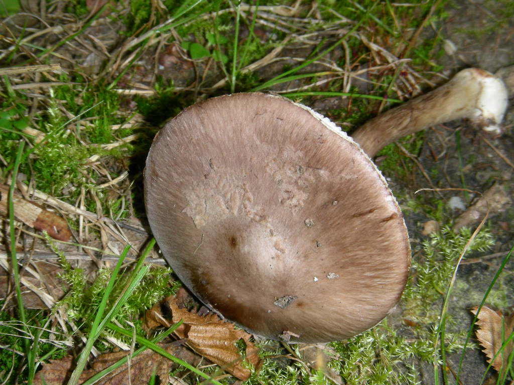 Amanita porphyria: scheda fotografica